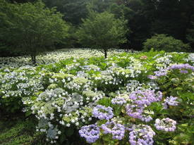 相模原北公園