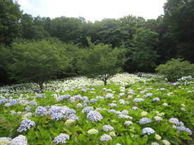 相模原北公園