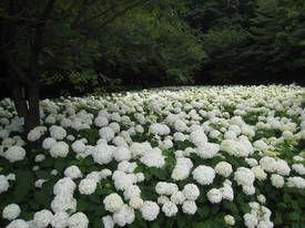 相模原北公園