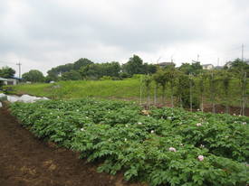 館の田園