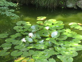 百草園